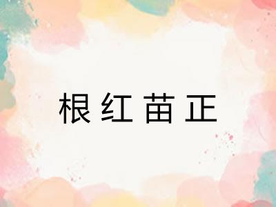 根红苗正