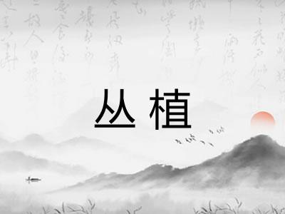 丛植