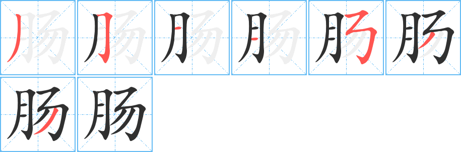 肠的笔顺分步演示图