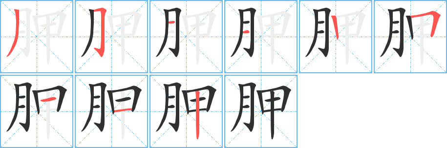 胛的笔顺分步演示图