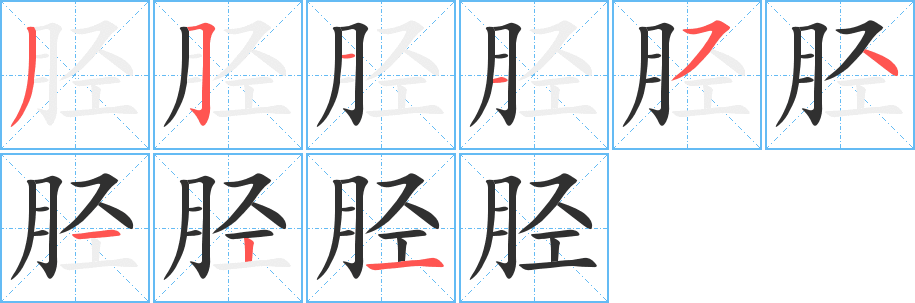 胫的笔顺分步演示图